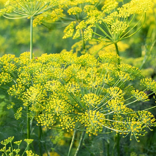 Aneth Bouquet Bio - Anethum graveolens - Bakker