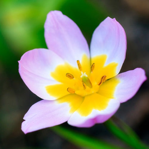 Tulipe botanique Lilac Wonder - Tulipa lilac wonder - Bulbes à fleurs
