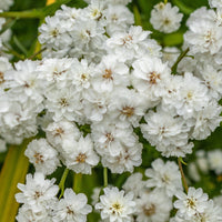3 Achillées Diadem - Achillea ptarmica diadem - Bakker