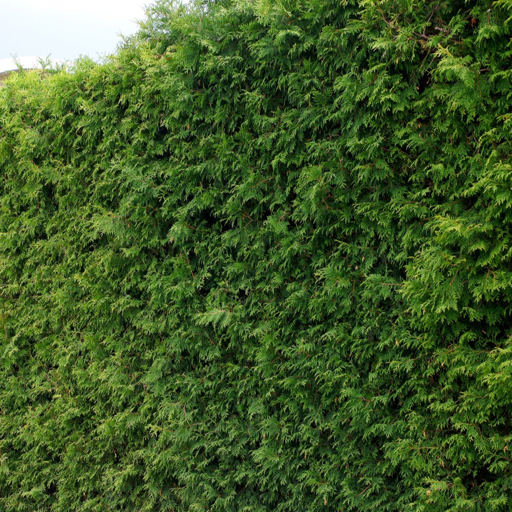 Thuja plicata atrovirens - Thuya pour haie - Conifères