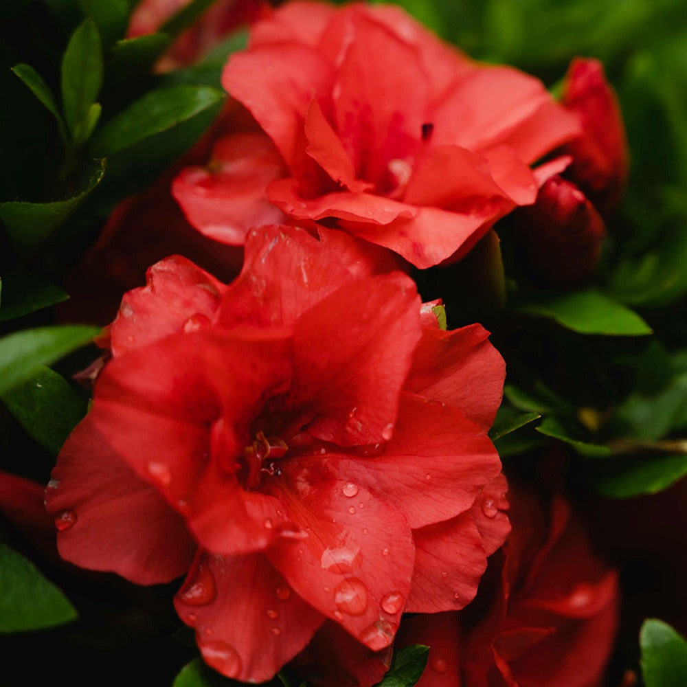 Azalea japonica red - Azalée du Japon rouge - Azalées