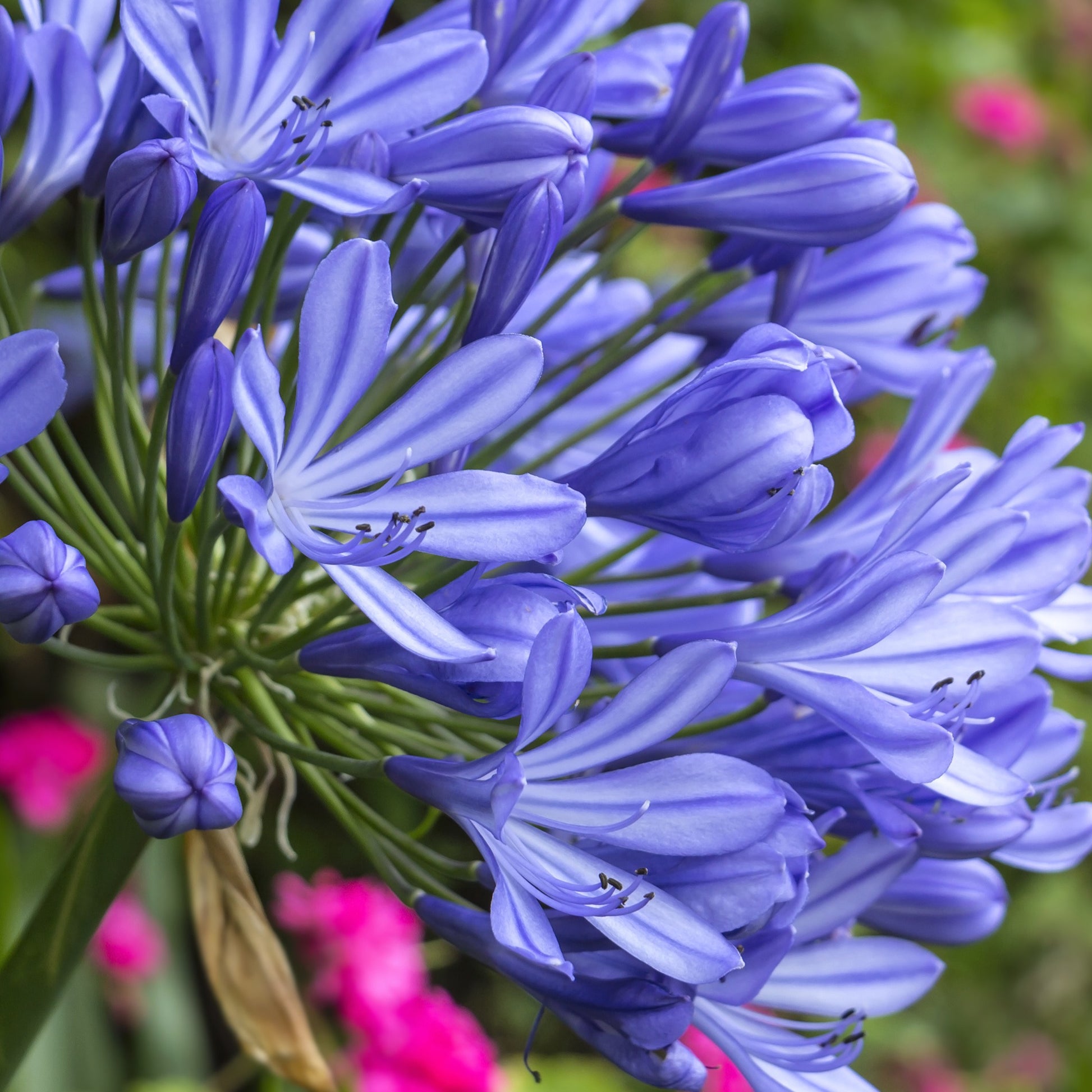 Agapanthus africanus - Agapanthe - Agapanthes