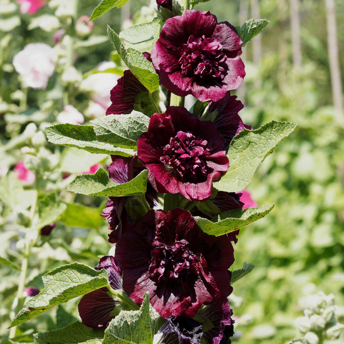 Rose trémière double Brun châtaigne - Bakker