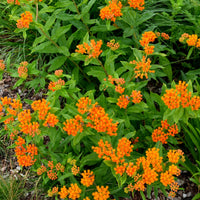 Asclépiade tubéreuse - Asclepia tuberosa - Bakker