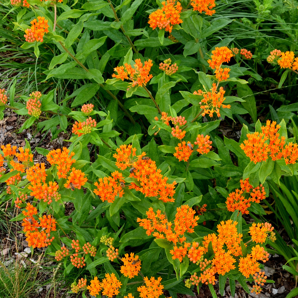 Asclépiade tubéreuse - Asclepia tuberosa - Bakker