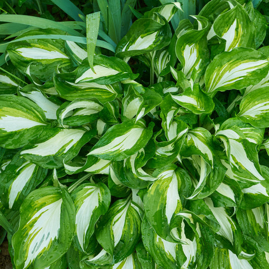 Bakker - Hosta à feuilles ondulées Mediovariegata - Hosta undulata mediovariegata - Plantes d'extérieur