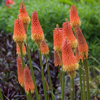 Tritoma Alcazar - Kniphofia 'alcazar' - Bakker