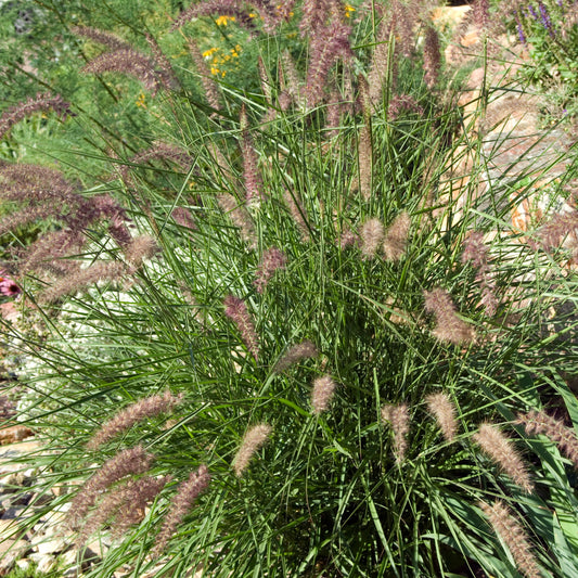 Herbe aux écouvillons d'Orient - Pennisetum - Bakker