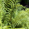 Bakker - Aspidie du Japon Pattes d'ours - Fougère - Polystichum polyblepharum - Par espèce