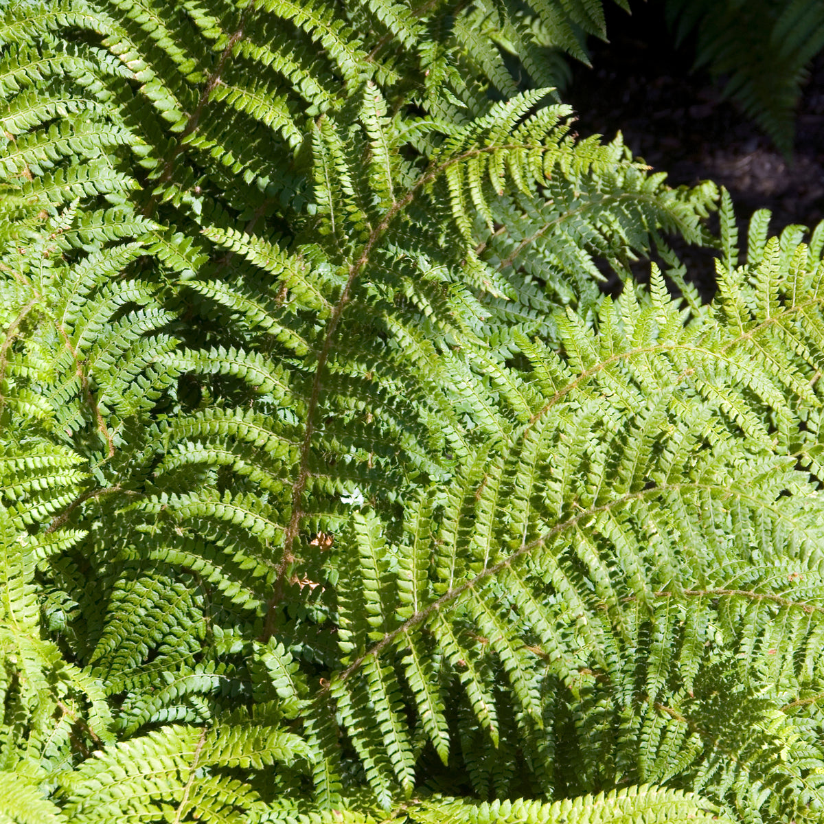 Aspidie du Japon Pattes d'ours - Fougère - Polystichum polyblepharum - Bakker