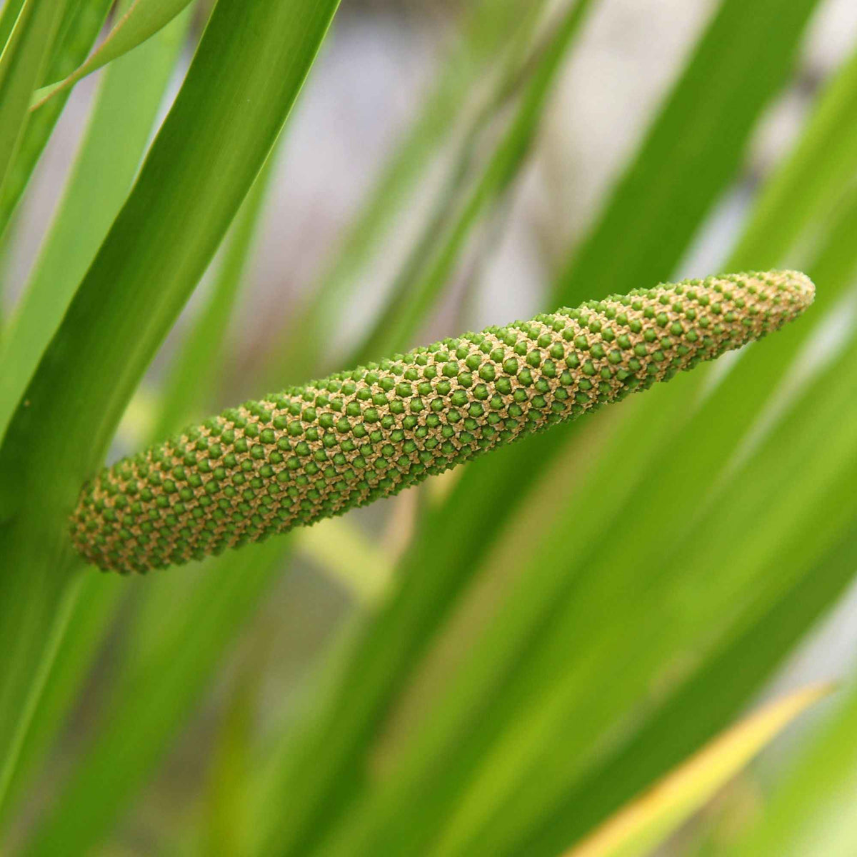Acore odorant - Acorus calamus (kalmoes) - Bakker