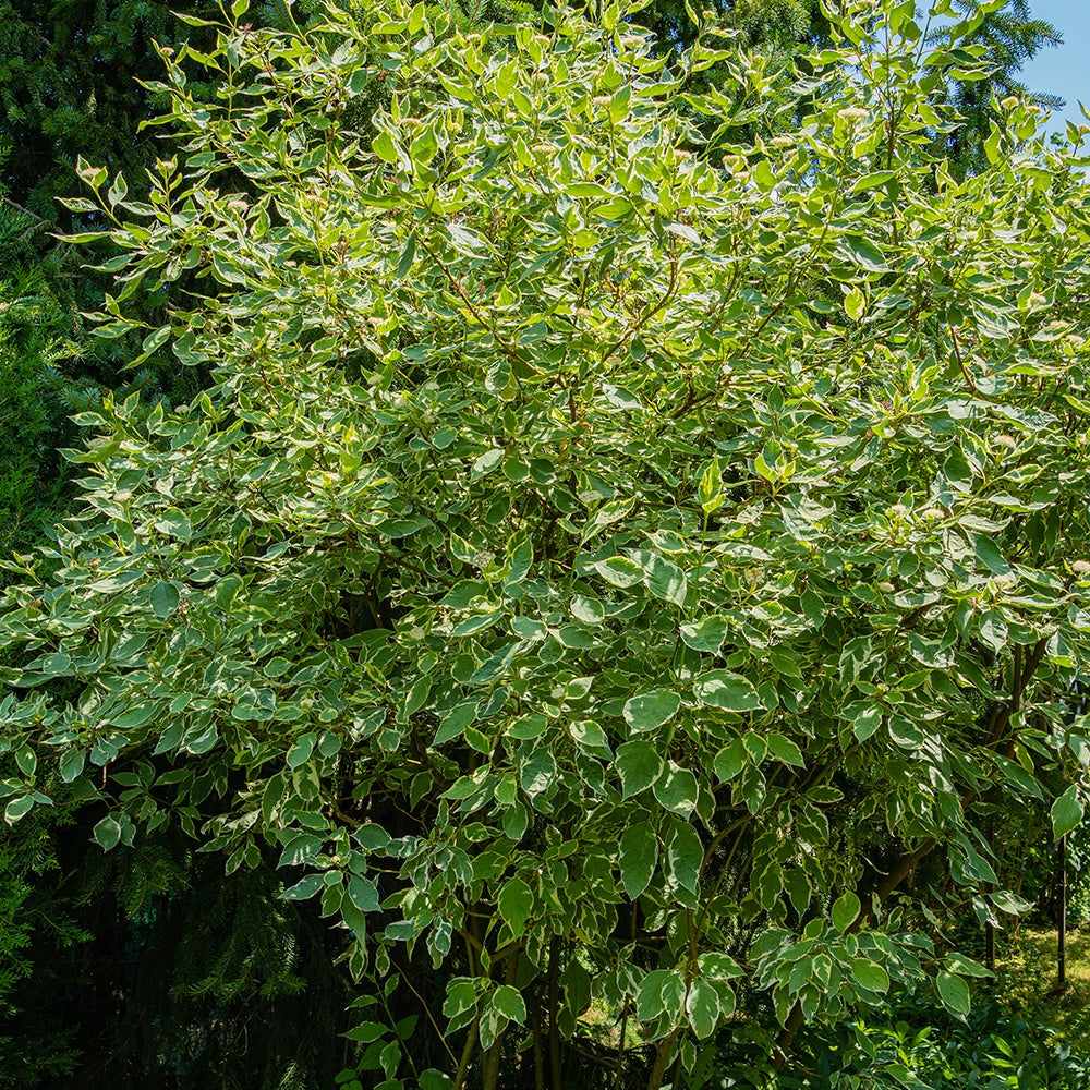 Cornouiller blanc Elegantissima - Cornus alba elegantissima - Bakker
