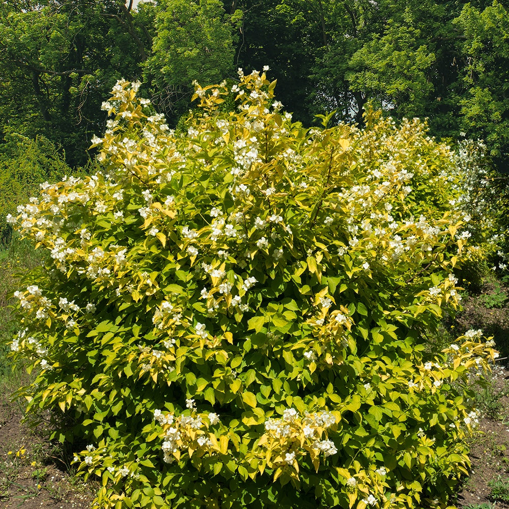 Bakker - Philadelphus Aureus - Philadelphus corononarius aureus - Plantes d'extérieur