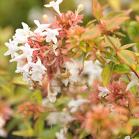 Bakker - Abélia grandiflora Kaleidoscope® - Abelia grandiflora 'kaleidoscope' (r) - Arbustes et vivaces