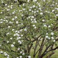 Bakker - Viorne de Burkwood - Viburnum burkwoodii - Plantes d'extérieur