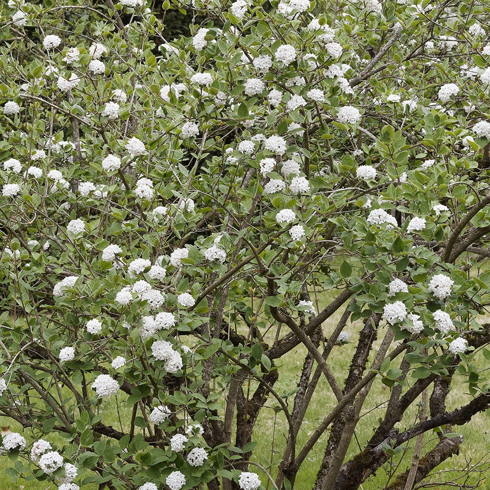 Viburnum burkwoodii - Viorne de Burkwood - Viornes