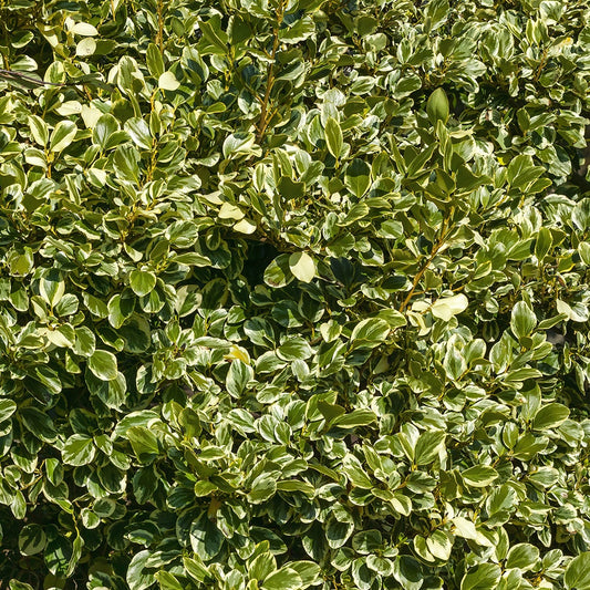 Bakker - Griseline du littoral Variegata - Griselinia littoralis variegata - Arbustes et vivaces