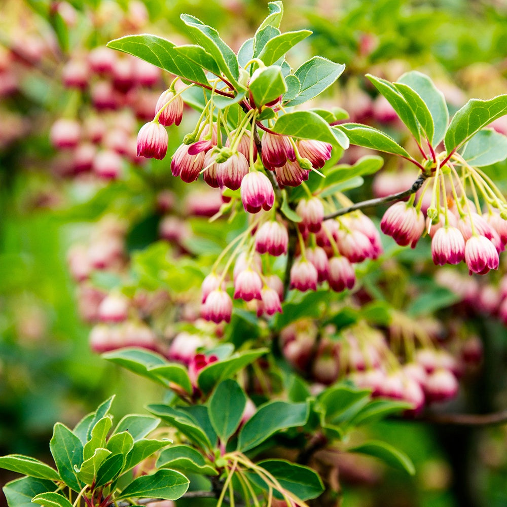 Plantes de terrasses et balcons - Andromède campanulée - Enkianthus campanulatus red bells