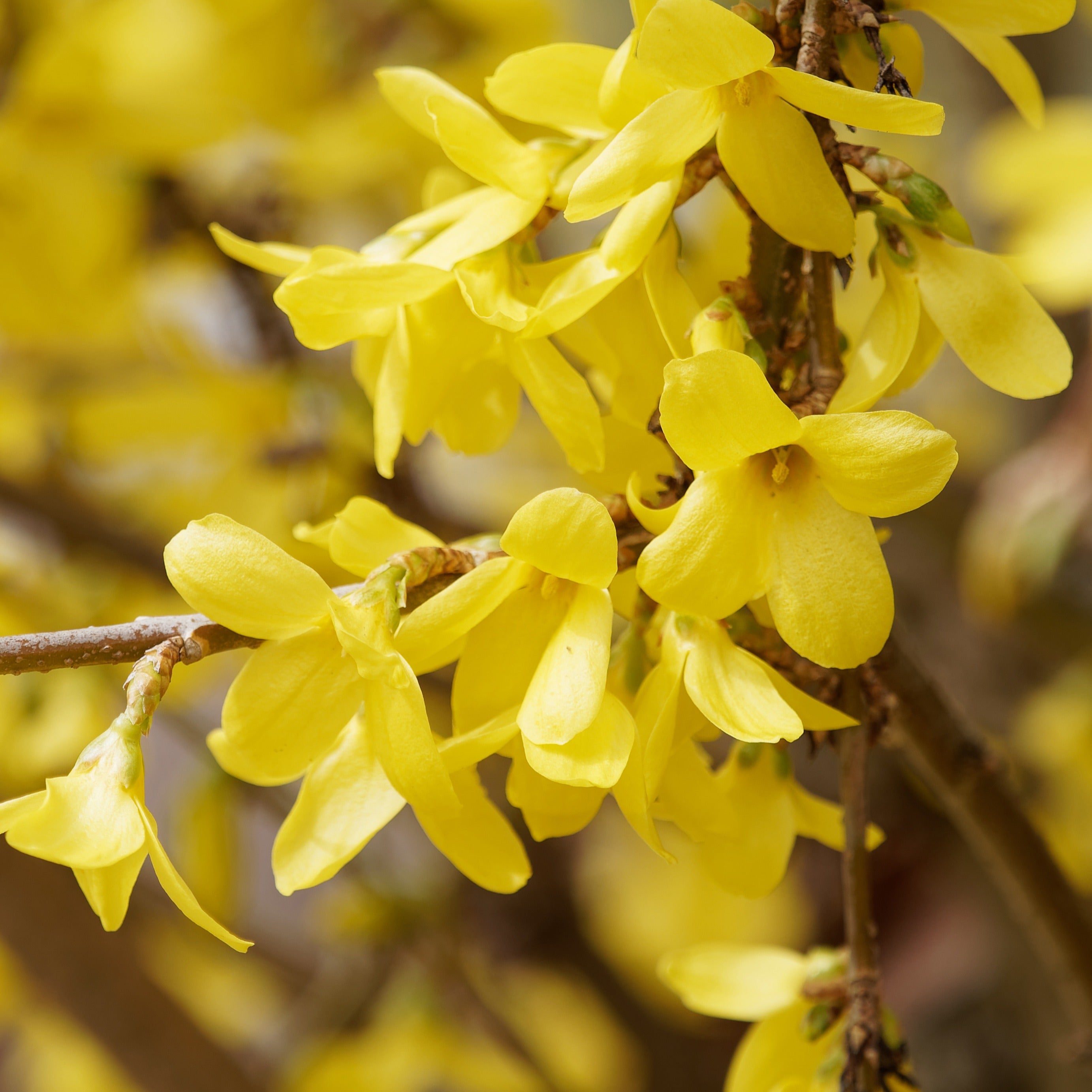Forsythia Marée d'Or ® jaune éclatant | Bakker – Bakker.com