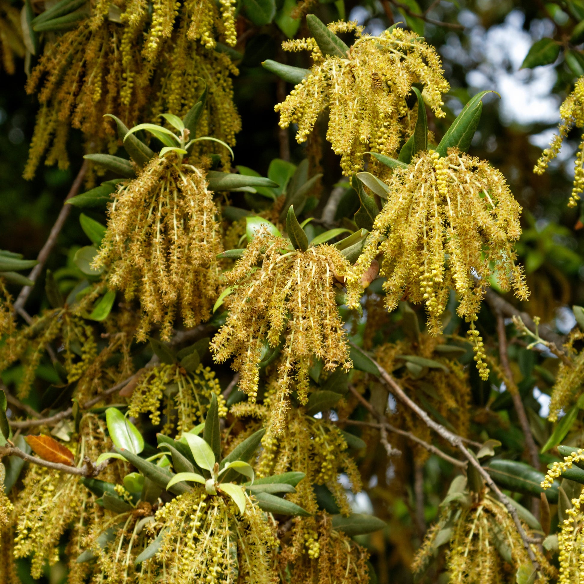 Bakker - Chêne vert - Quercus ilex - Arbustes et vivaces