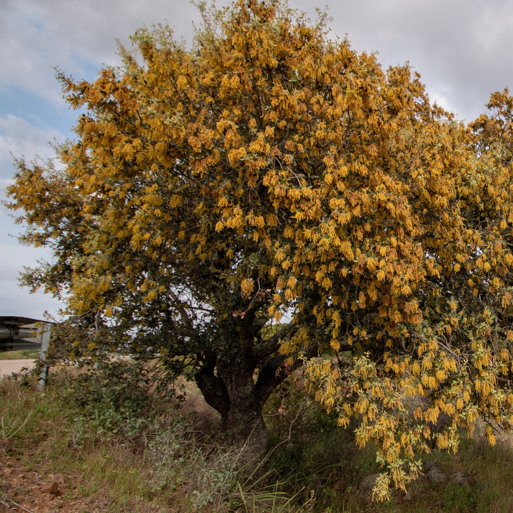 Bakker - Chêne vert - Quercus ilex - Arbres