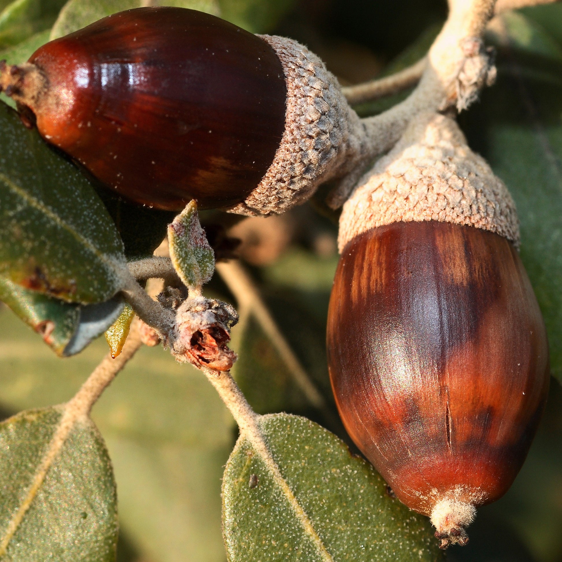 Bakker - Chêne vert - Quercus ilex