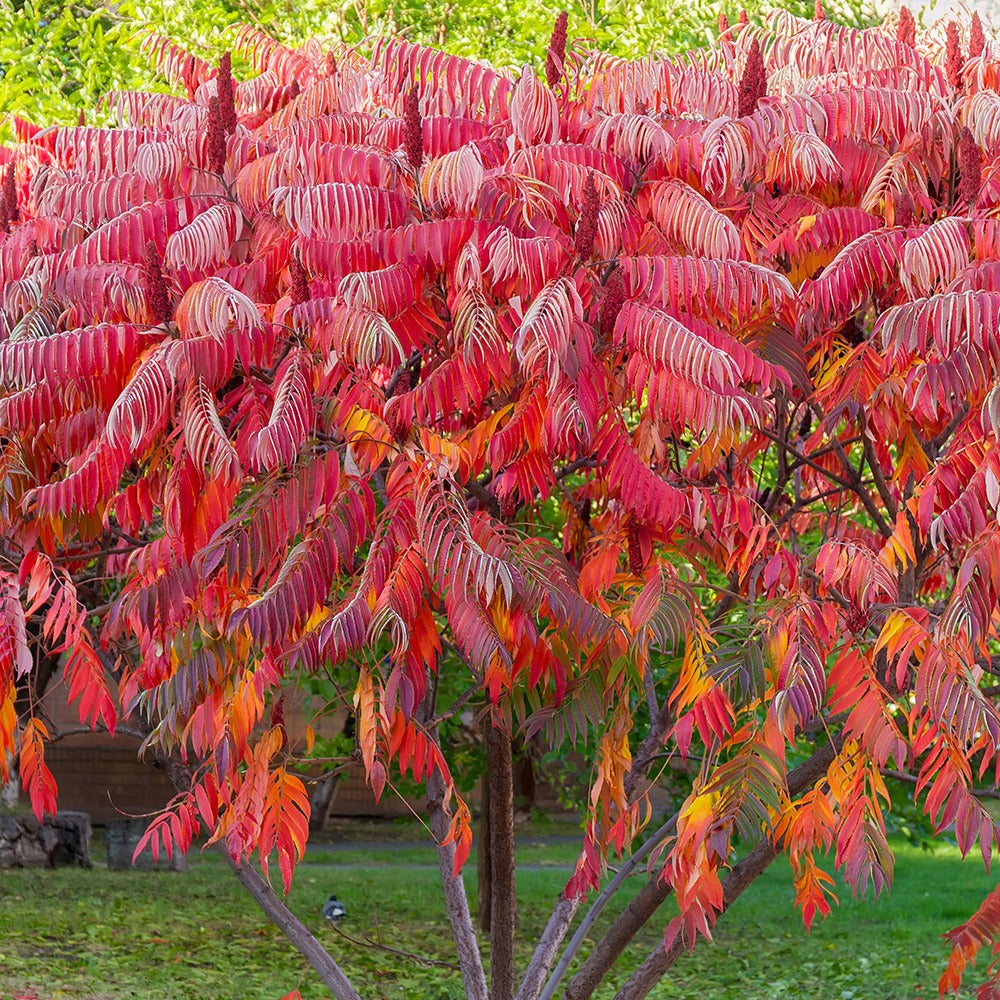 Sumac de Virginie - Bakker