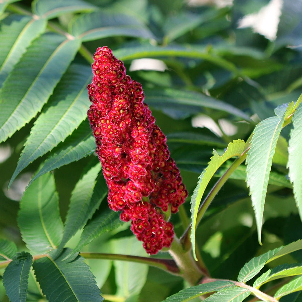 Arbustes - Sumac de Virginie - Rhus typhina