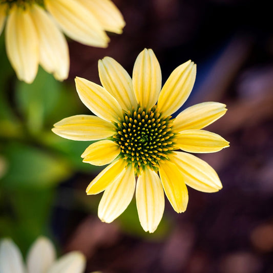 Echinacée pourpre Mellow Yellows  - Bakker