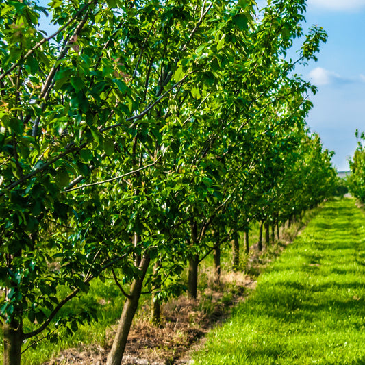 Prunier Reine-Claude Dorée - Bakker