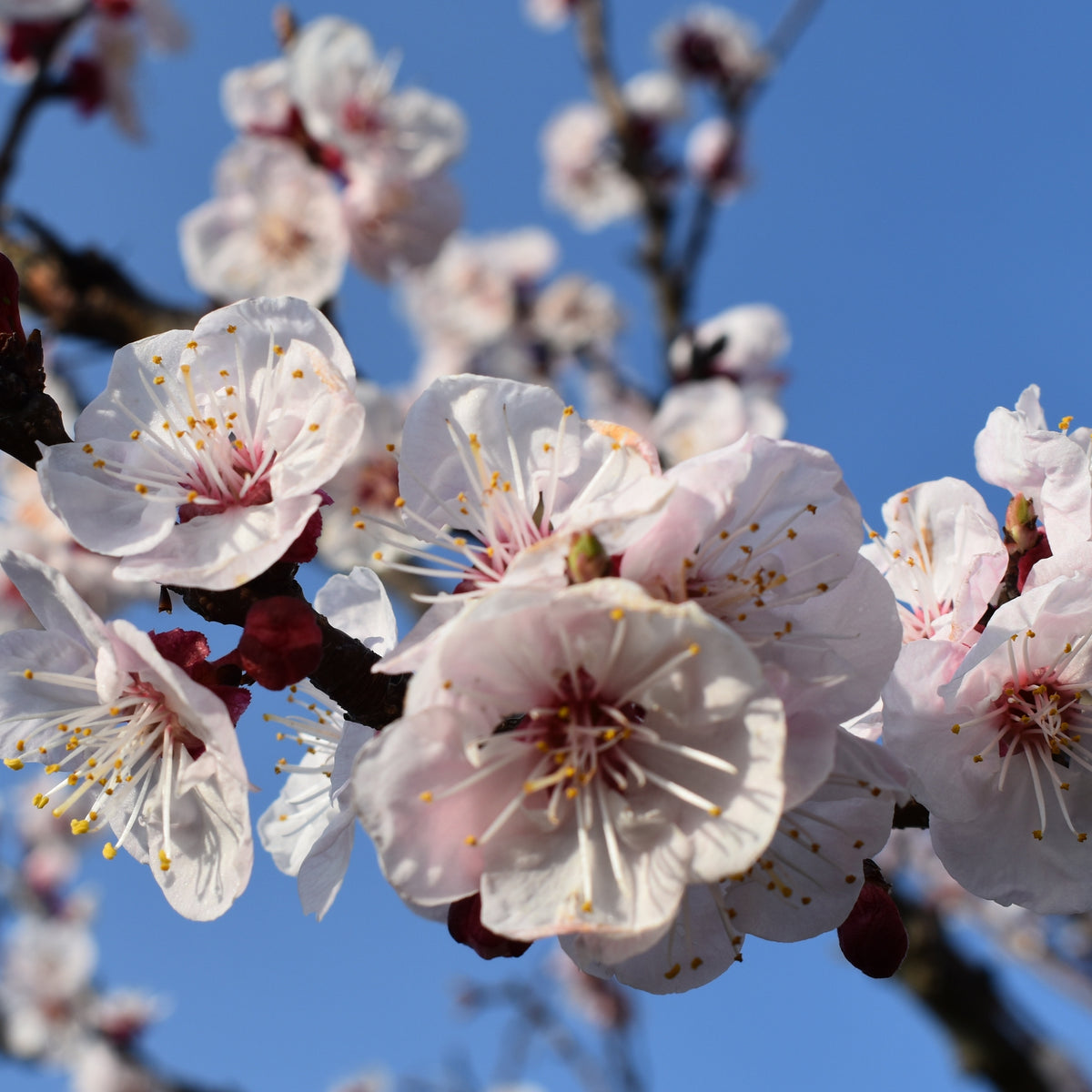 Abricotier Luizet - Prunus armeniaca luizet - Bakker