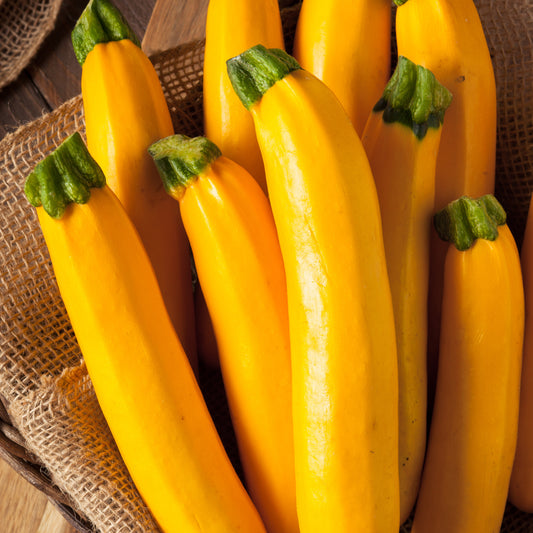 Courgette Lingodor F1 - Bakker