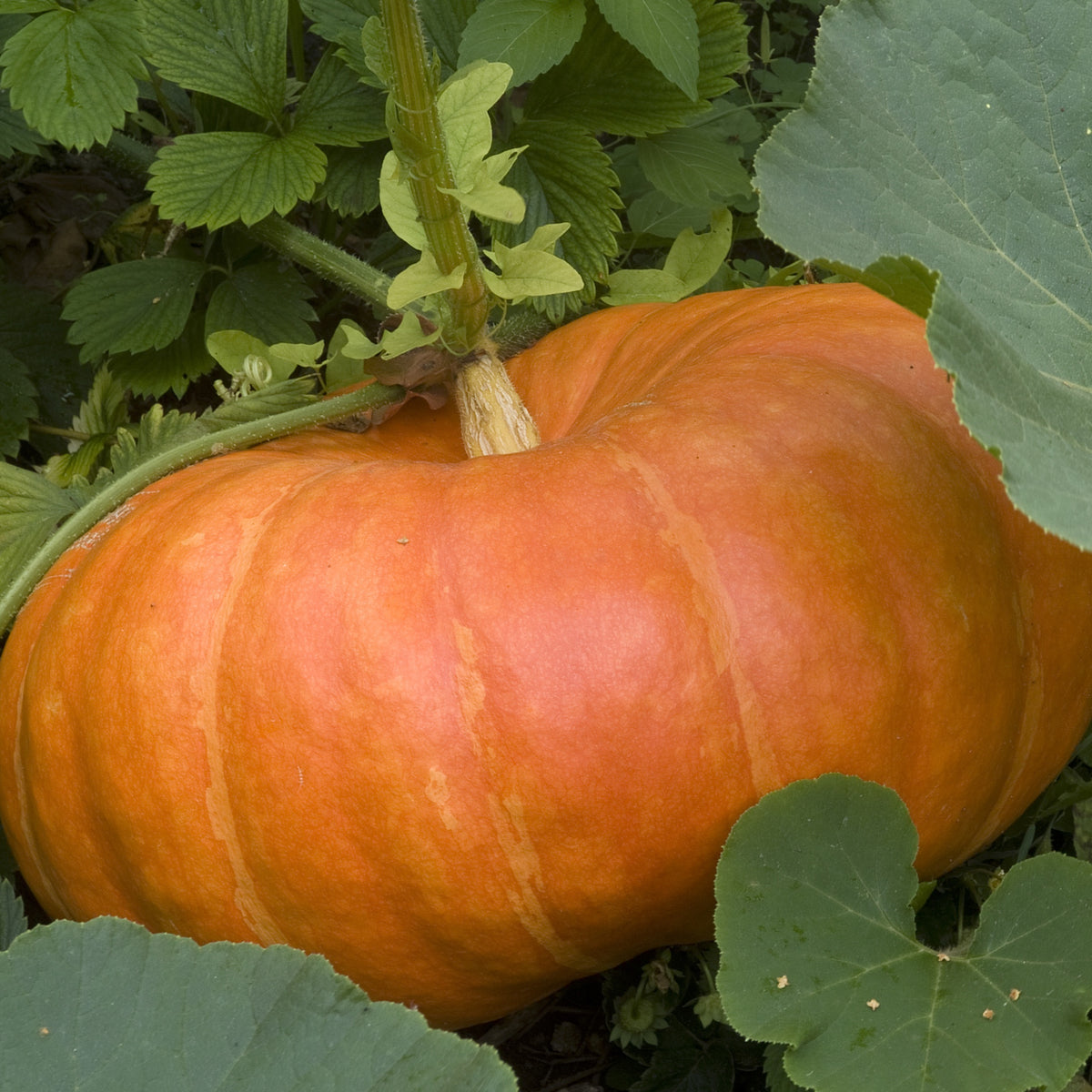 Plant Potiron - Cucurbita maxima - Bakker