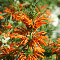 Bakker - Queue de lion - Leonotis leonurus - Arbustes et vivaces