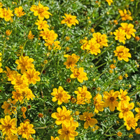 Bakker - 3 Bidens à feuilles de férule - Bidens ferulifolia - Plantes d'extérieur