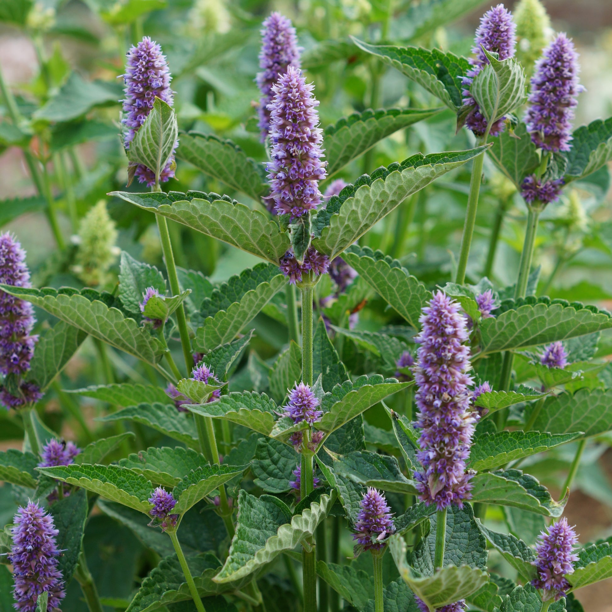 Agastache Black Adder - Bakker