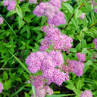 Bakker - 3 Asclépiades incarnata - Asclepia incarnata - Plantes d'extérieur