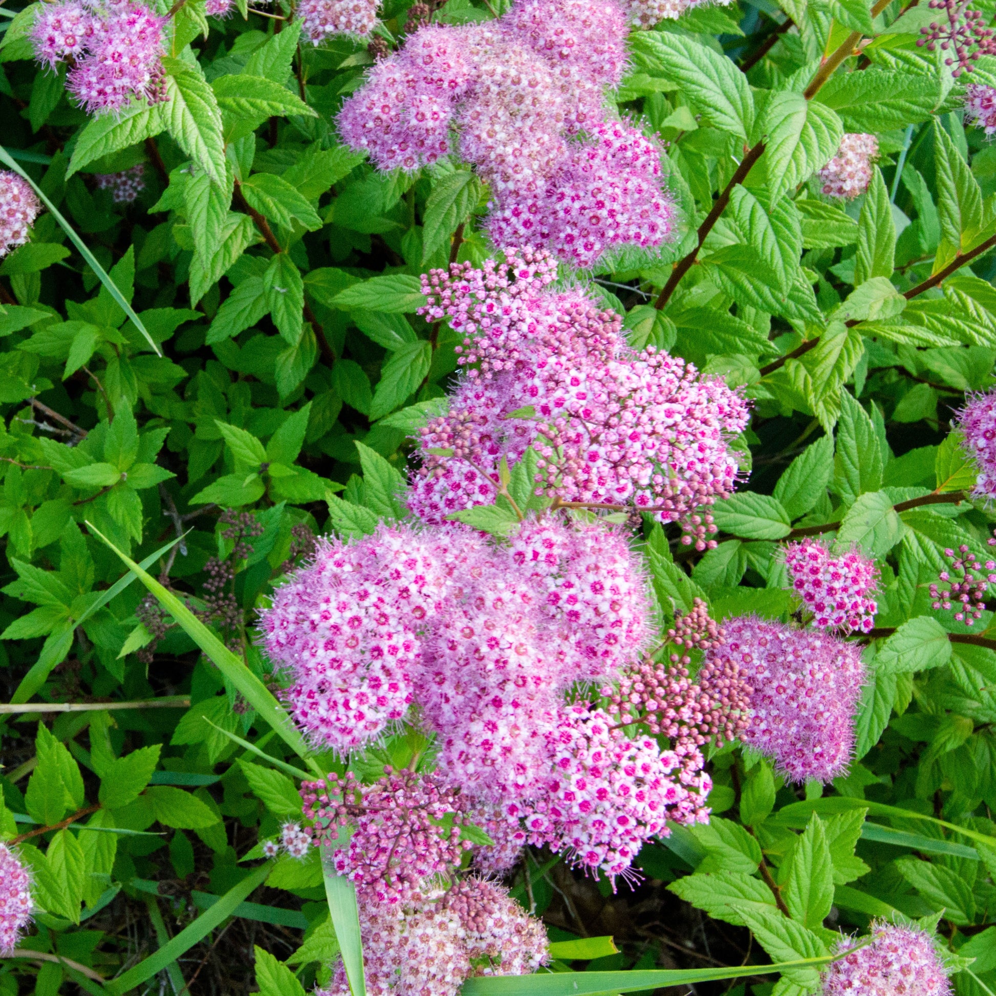 Bakker - 3 Asclépiades incarnata - Asclepia incarnata - Plantes d'extérieur