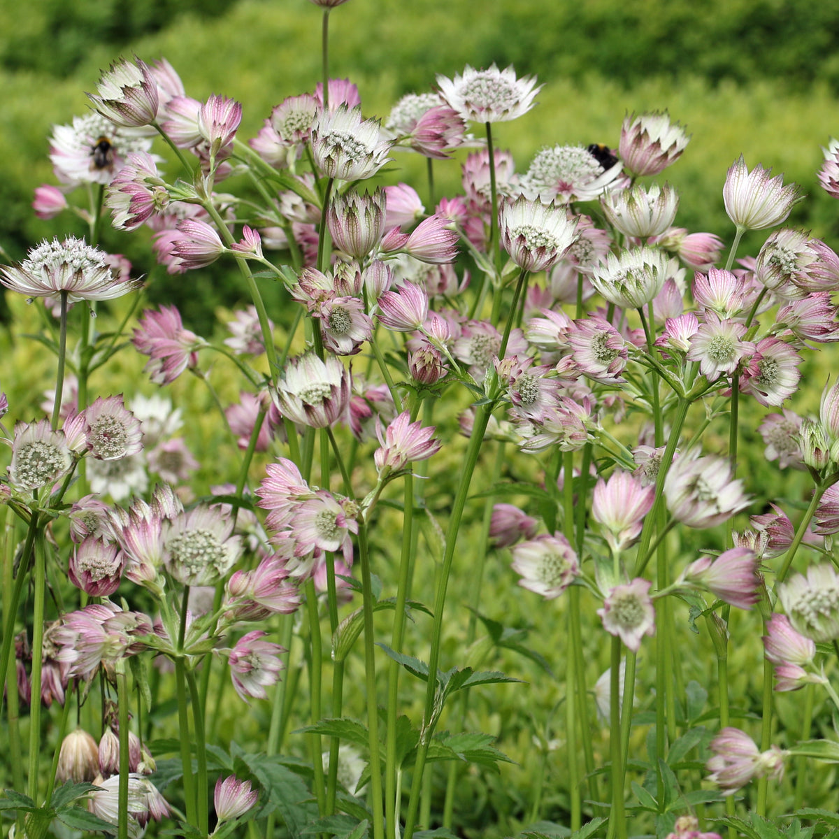 Astrance - Grande astrance Buckland - Astrantia major Buckland