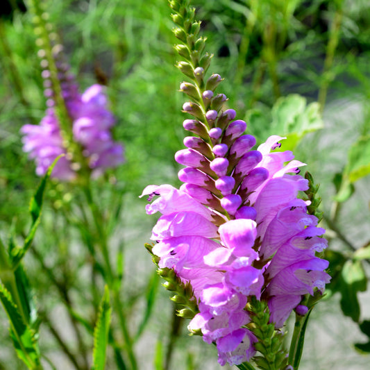 Bakker - Cataleptique Bouquet Rose - Physostegia virginiana 'bouquet rose' - Plantes vivaces