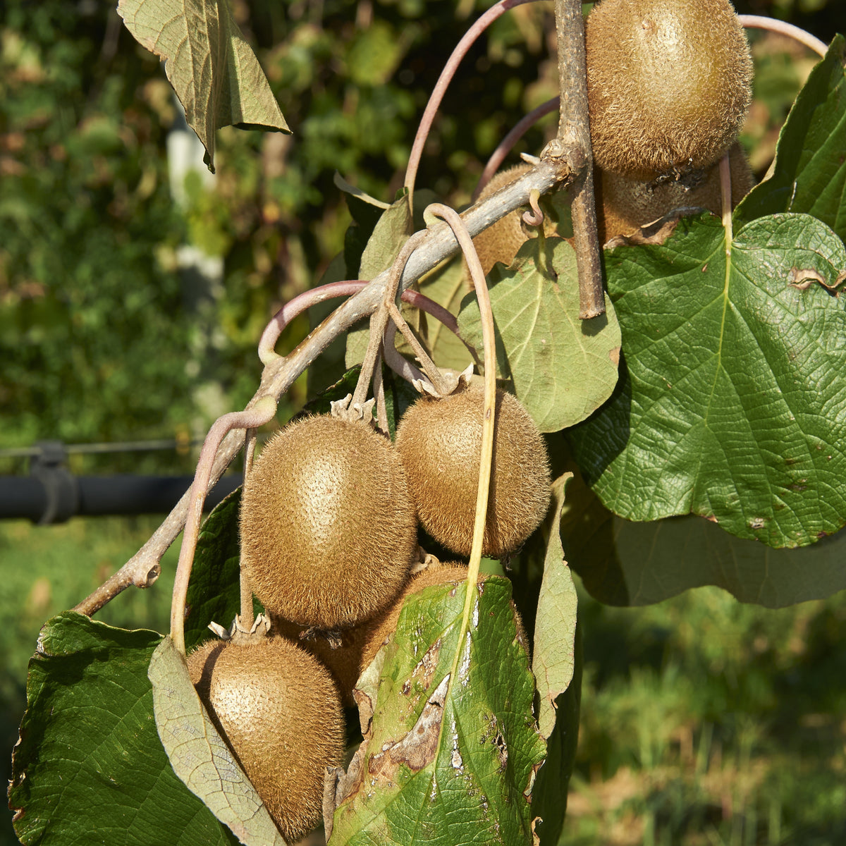 Kiwi Jenny. - Bakker