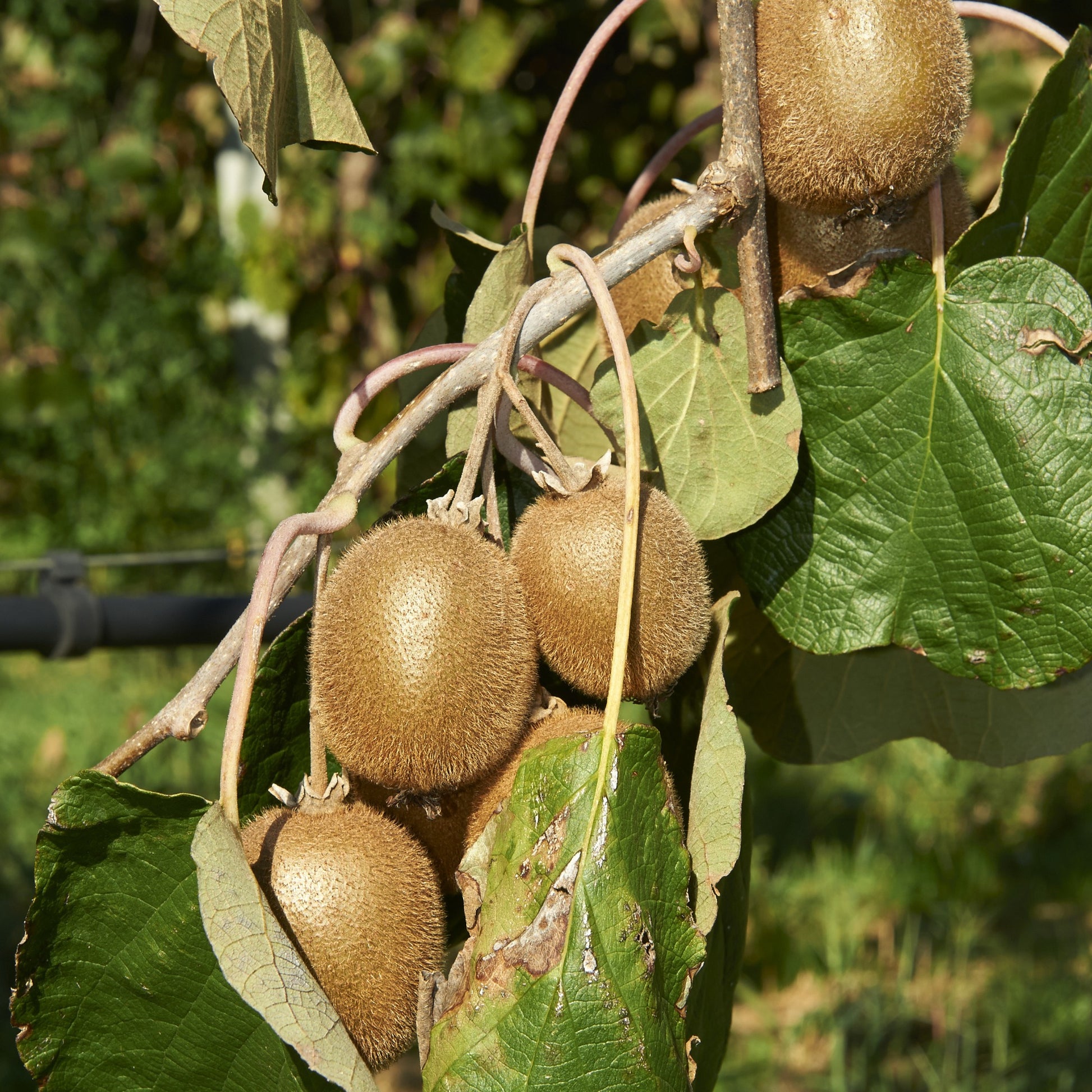 3x Mûrier 'Mulle', figuier 'Perretta', kiwi 'Jenny' - Arbustes