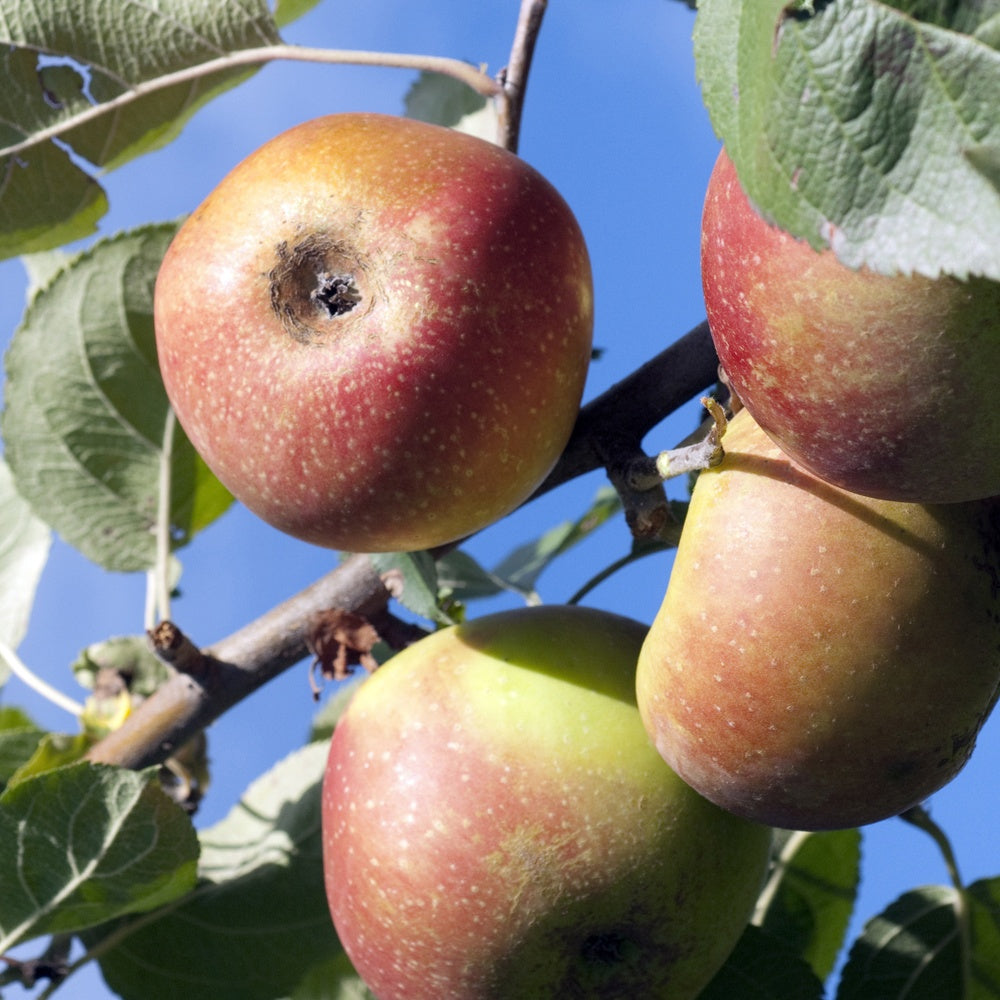 Pommier Rode Boskoop - Bakker