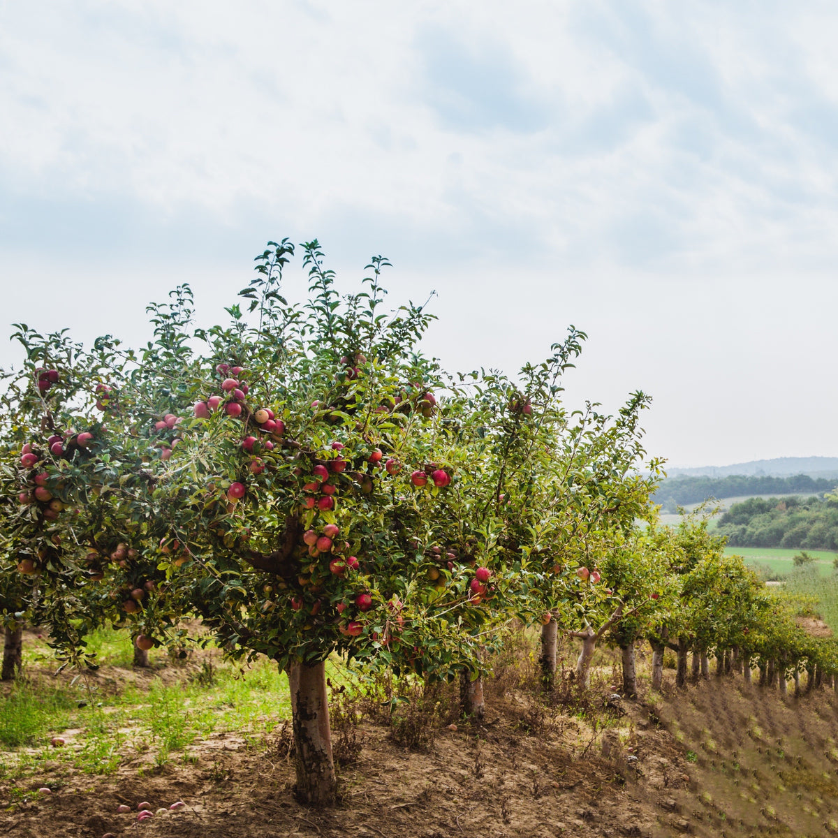 Pommier Red Chief - Malus domestica 'red chief' - Bakker