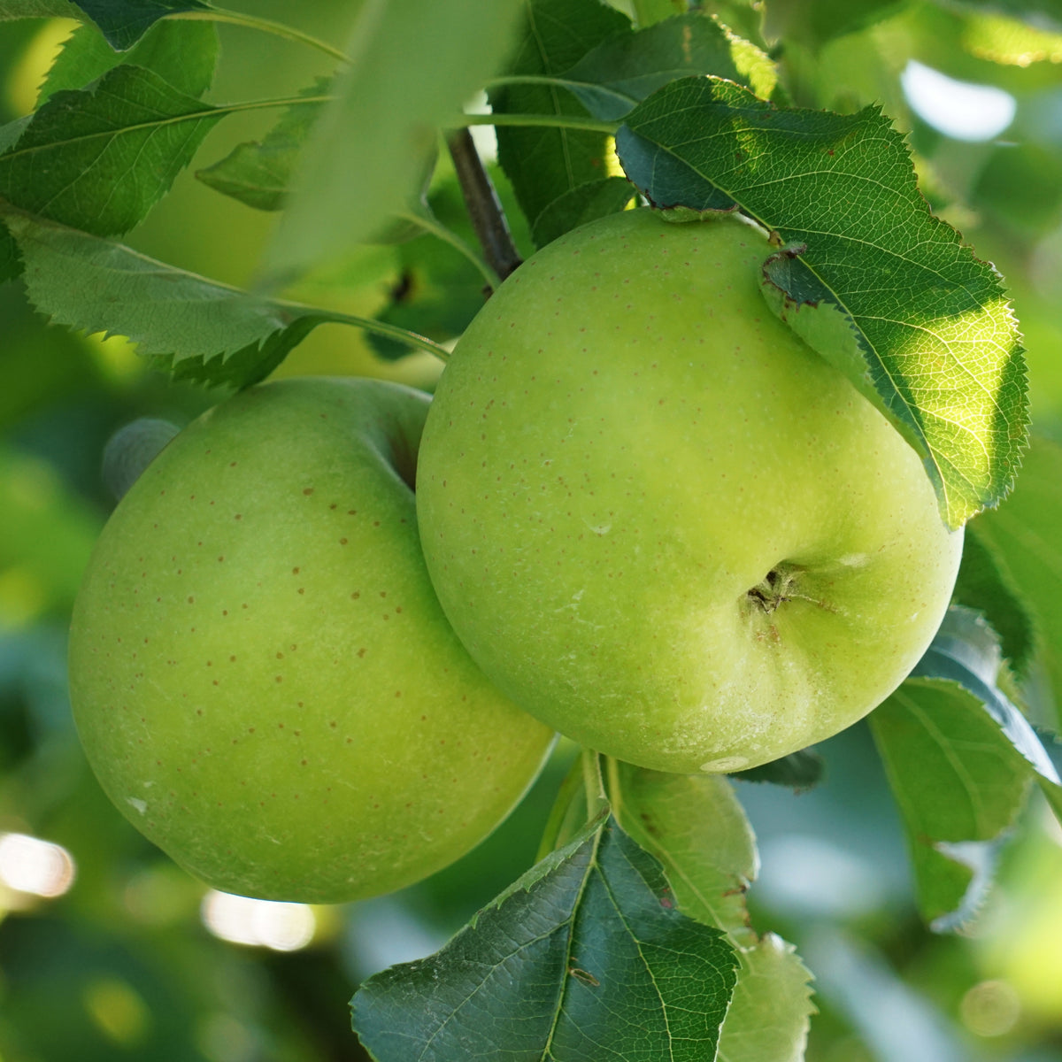 Pommier Granny Smith - Bakker
