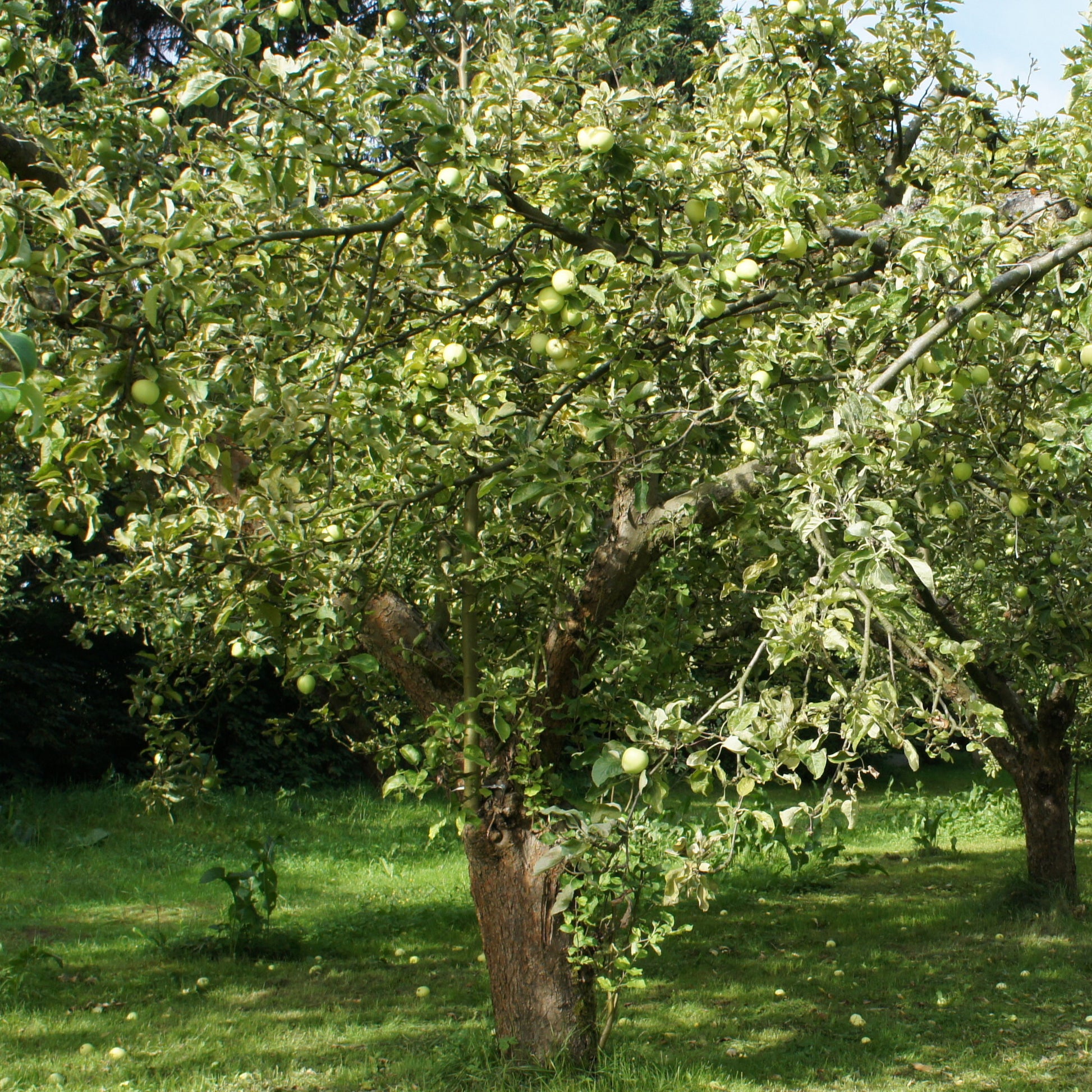 Bakker - Pommier Granny Smith - Malus domestica 'granny smith' - Arbres fruitiers