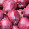 Bakker - Pommier Starking Delicious - Malus domestica 'starking delicious' - Fruitiers