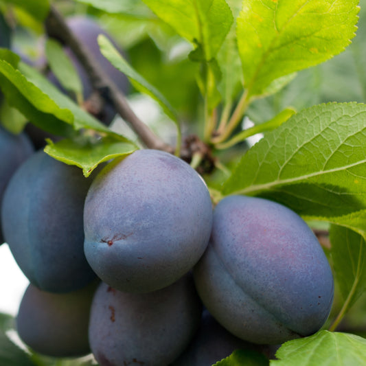 Bakker - Prunier Stanley - Prunus domestica 'stanley' - Fruitiers