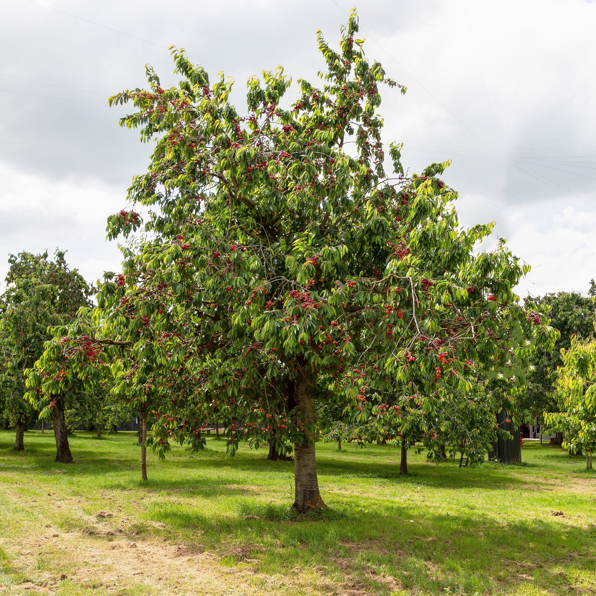 Bakker - Cerisier Bigareau Moreau - Prunus avium 'morreau' - Arbres fruitiers