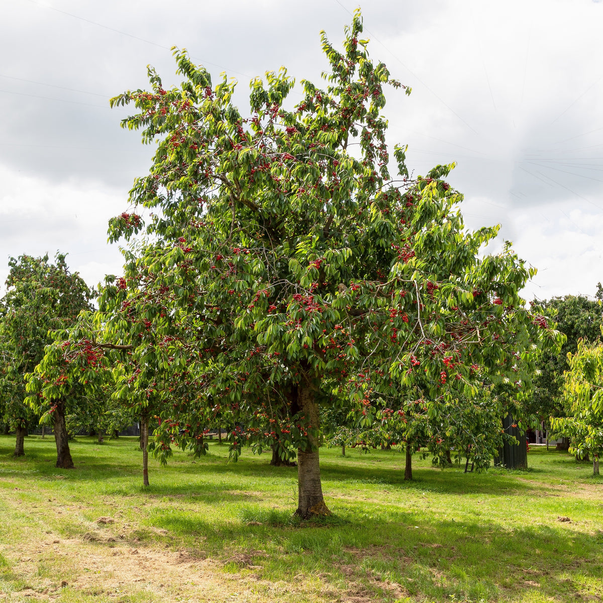 Cerisier Bigareau Moreau - Prunus avium 'morreau' - Bakker